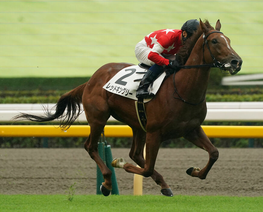 東京5R・レッドキングリーと北村宏司騎手 (C)スポニチ