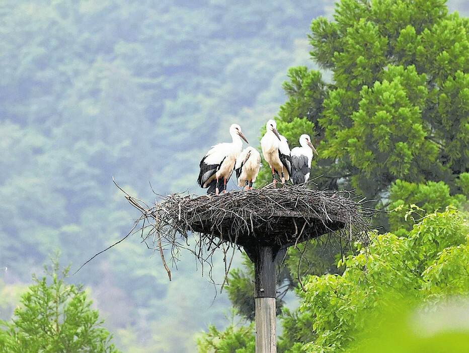 今年生まれた4羽のヒナ（5月撮影）＝日本野鳥の会福井県の会員提供