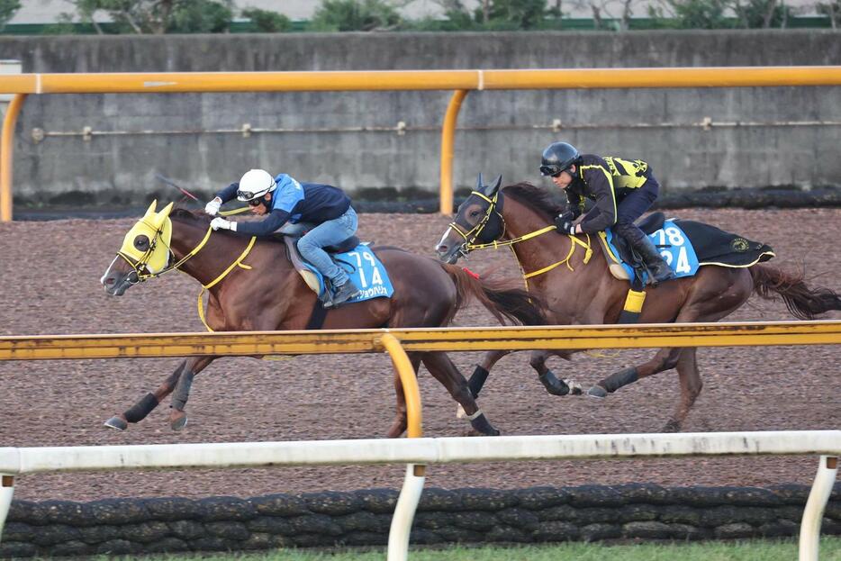 Cウッドで併せ馬で追い切られるメイショウハリオ