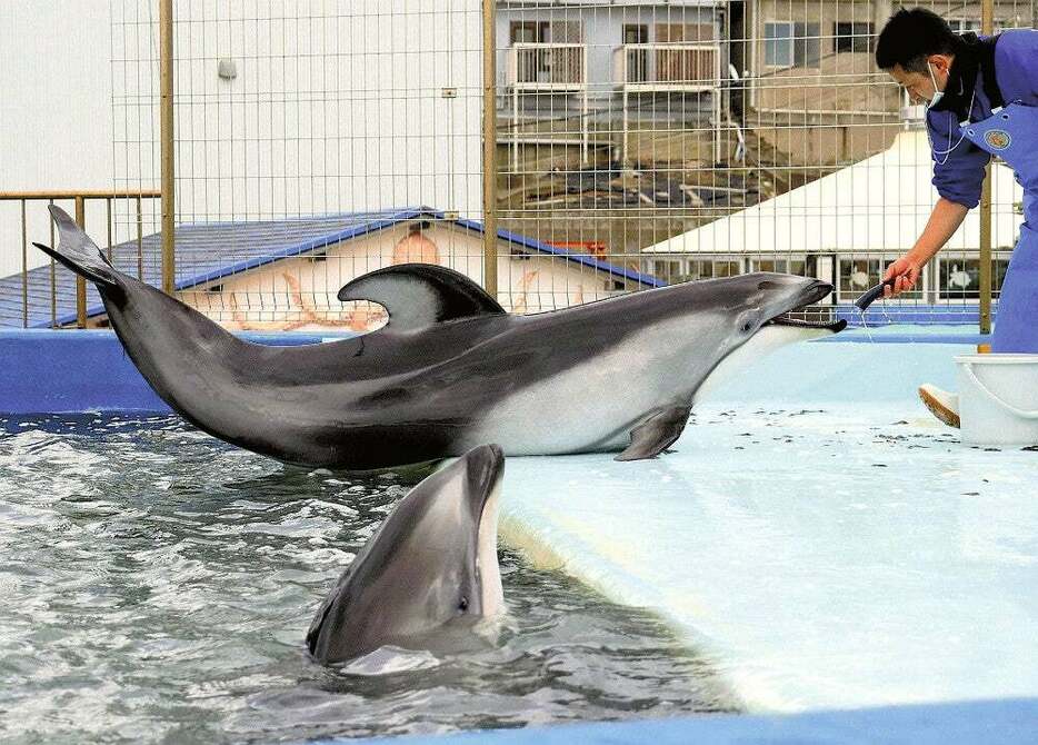 越前松島水族館で元気な姿を見せていた（2月、福井県坂井市で）