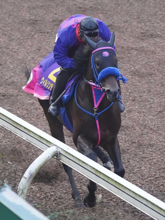 坂路で追い切るウィルソンテソーロ（撮影・村上大輔）