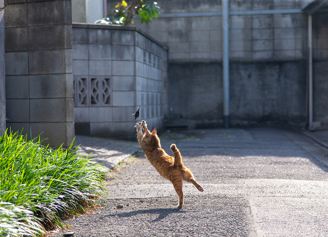 写真提供:沖昌之