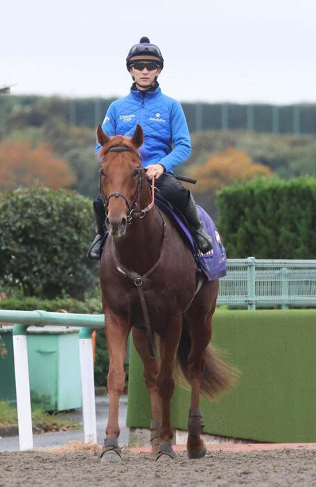 レモンポップ＝美浦トレセン（撮影・塩浦孝明）