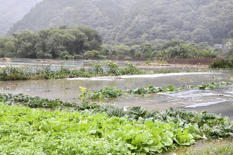 江の川の水位が上昇して浸水した農地＝２日午後１時３９分、江津市桜江町田津