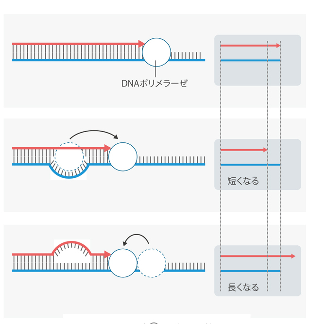 複製スリップ。DNAポリメラーゼによる複製スリップは、DNAを短くも長くもする