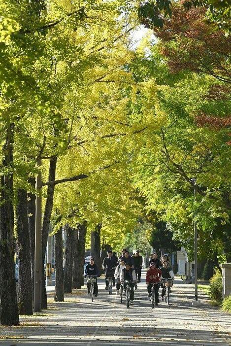 青葉も目立つイチョウ並木の通りを行き交う人たち＝7日午前8時41分、岡山市北区津島中