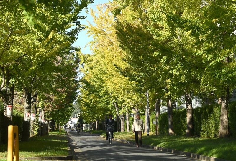 黄色く色づき始めた岡山大津島キャンパスのイチョウ並木＝7日午前8時21分