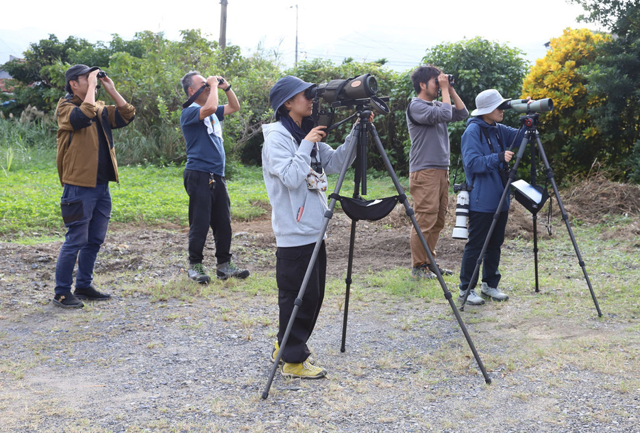 サシバの鳴き声や行動を観察する「とりがくKansai」のメンバー＝23日、鹿児島県宇検村生勝（与名正三さん提供）