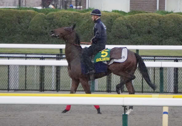 東京競馬場のダートコースで調整したゴリアット。左後肢を高く上げる鶏跛（けいは）を見せる