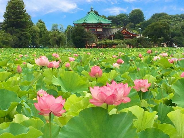 極楽に咲く花のイメージ