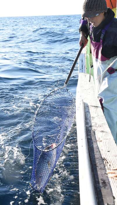 シマアジをたもですくう漁師＝２５日、鹿児島県屋久島沖