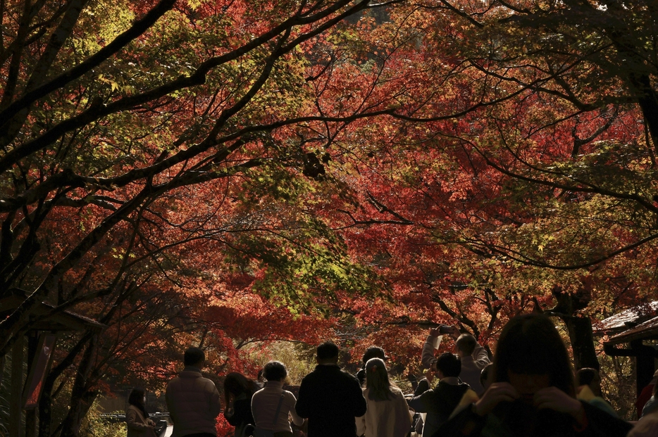 見頃を迎えた三千院前の紅葉（24日、京都市左京区で）＝川崎公太撮影