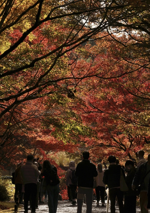 見頃を迎えた三千院前の紅葉（24日、京都市左京区で）＝川崎公太撮影