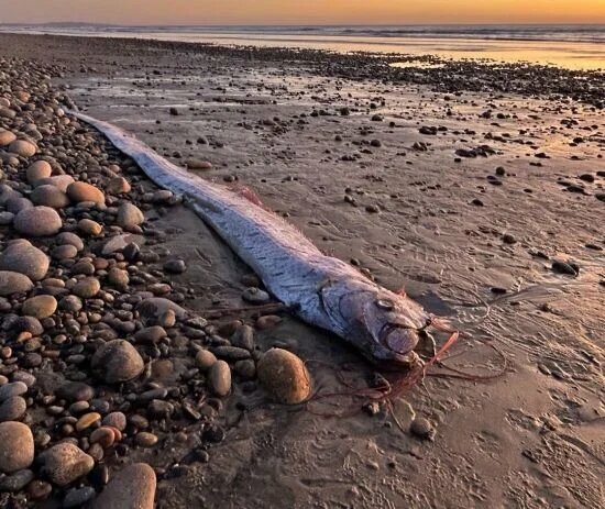 米カリフォルニア州エンシニータスのグランドビュービーチで発見されたリュウグウノツカイの死体。［写真　インスタグラムｓｃｒｉｐｐｓ＿ｏｃｅａｎ］