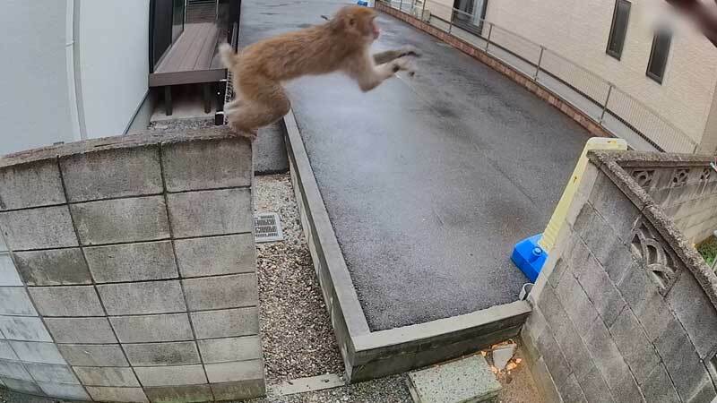 防犯カメラに映ったサル=10月18日、習志野市（読者提供）