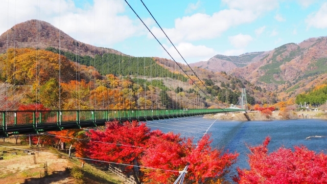 全長320mを誇るもみじ谷大吊橋。湖と色づいた木々のコントラストを楽しめるのは、紅葉シーズンならでは