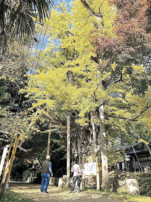 黄葉に色づく大イチョウ＝氷見市朝日本町の上日寺