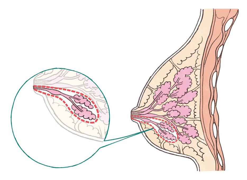 乳房の構造