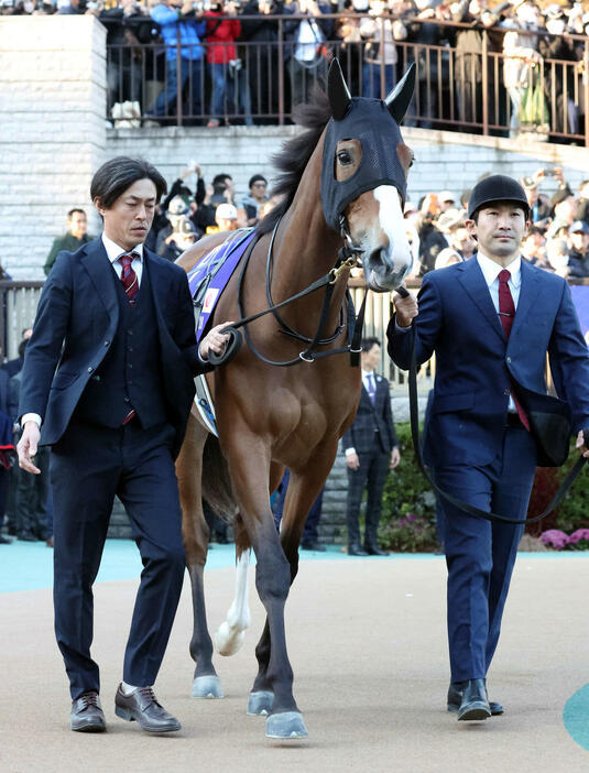 東京12R、ジャパンCに出走したチェルヴィニア（撮影・丹羽敏通）