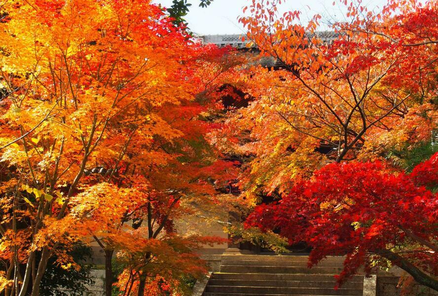 モミジ寺として親しまれる、光明寺