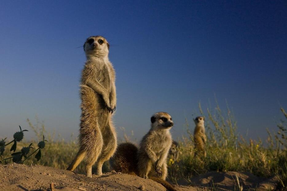 巣穴の近くに危険がないか注意深く見守るミーアキャット。（PHOTOGRAPH BY BEVERLY JOUBERT, NAT GEO IMAGE COLLECTION）