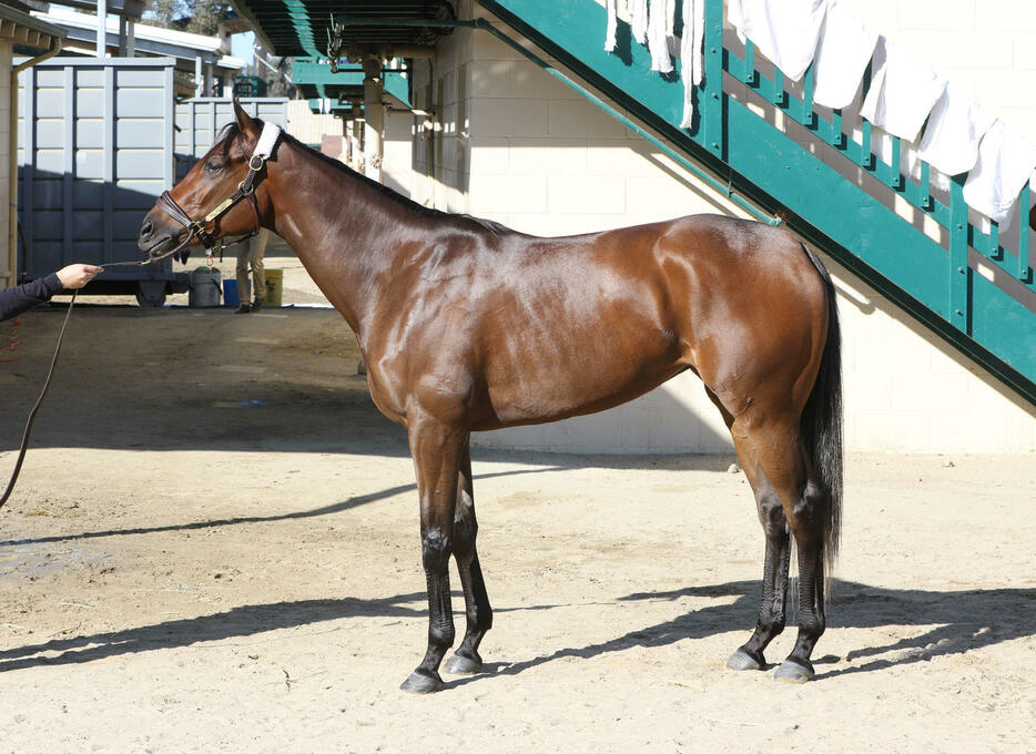 阪神JFに参戦予定の米国馬メイデイレディ