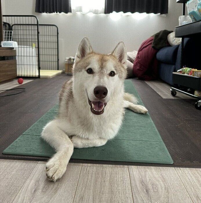 別の日の様子。マットに寝転がり飼い主さんを見つめるルカくんがいた