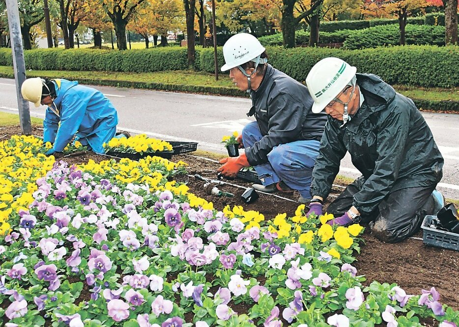 花の苗を植える会員