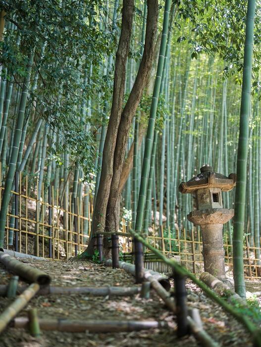 ▲ 嵐山にも負けず劣らずの竹林が敷地内に。早朝にメディテーションクラスなどのアクティビティが開かれることもある