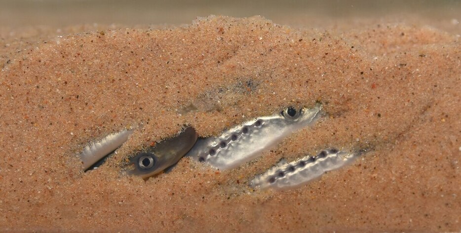 砂泥に潜ったウミヤツメ。（Photography By Andrea Miehls, Great Lakes Fishery Commission.）