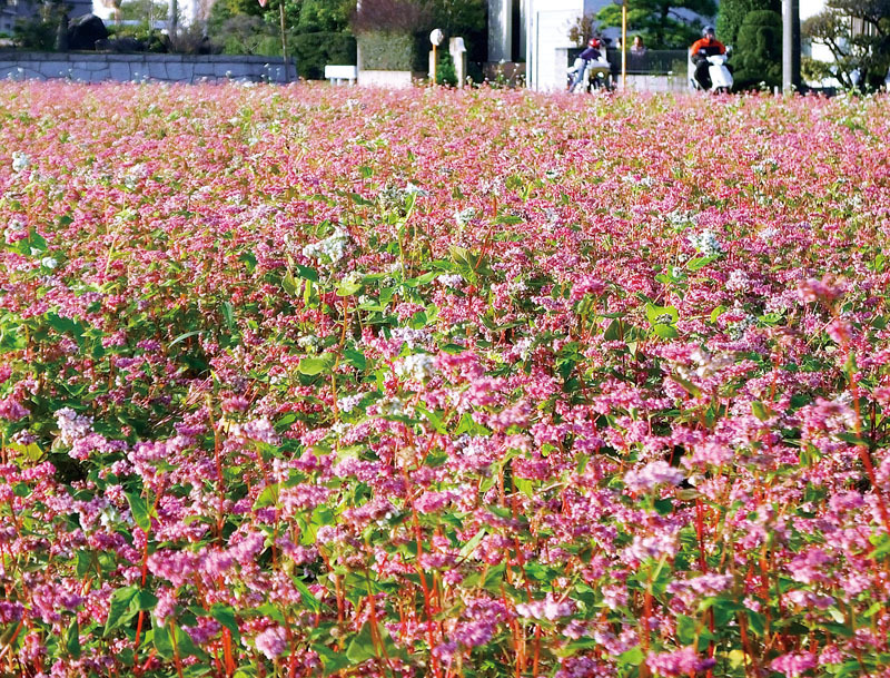 ピンク色のじゅうたんを敷き詰めたような光景を広げる赤ソバの花＝6日午後、久喜市間鎌