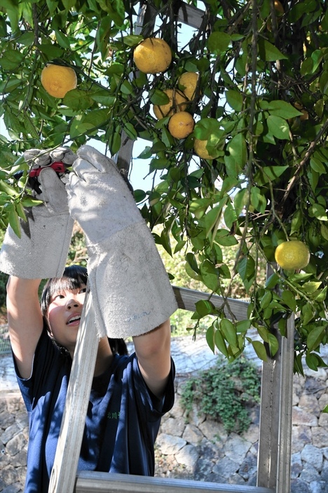 ユズを収穫する福島東稜高の生徒