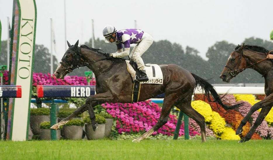 直線で力強く抜け出したサウンドサンライズ＝京都競馬場（撮影・岩川晋也）