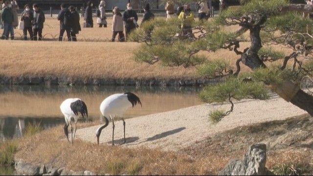 タンチョウの園内散策（2024年1月撮影）