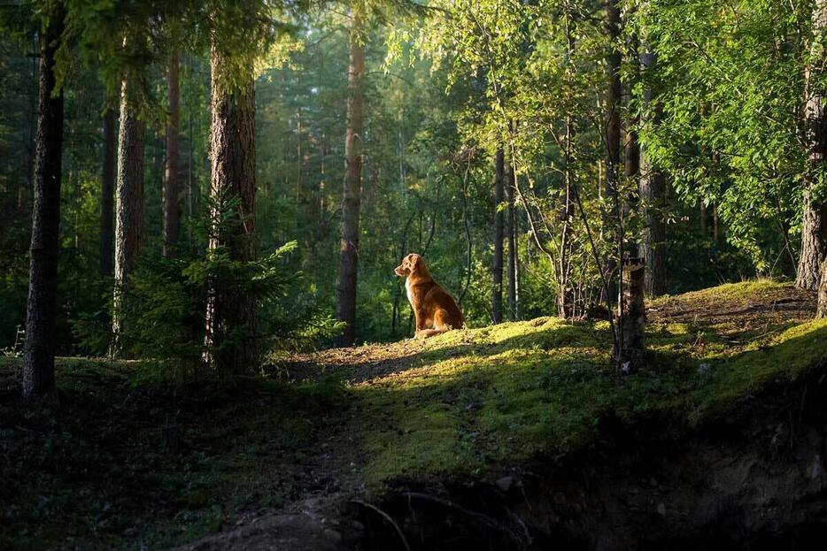 狩猟犬の一種であるノバ・スコシア・ダック・トーリング・レトリーバーが森の中で休んでいる。 ある実験により、狩猟犬は家に帰るために、地球の磁場を利用して進む方向を決めている可能性が示された。（Photograph by Anna Averianova）