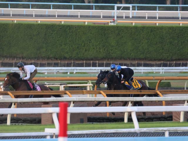 東京スポーツ杯2歳Sに出走予定のクロワデュノール(写真中央奥、撮影：井内利彰)