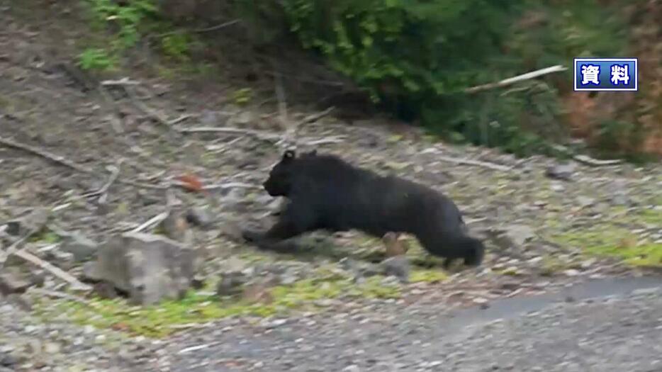 鈴鹿市のキャンプ場近辺でクマらしきものの目撃情報＝写真は資料（三重テレビ放送）