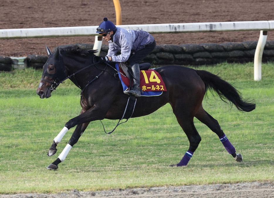 坂井瑠星を背に芝コースを単走で追い切るホールネス