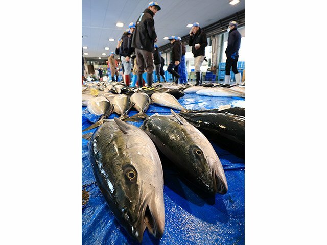 水揚げされ、競り場に並ぶ「ひみ寒ぶり」＝２０日午前７時１５分ごろ、氷見魚市場