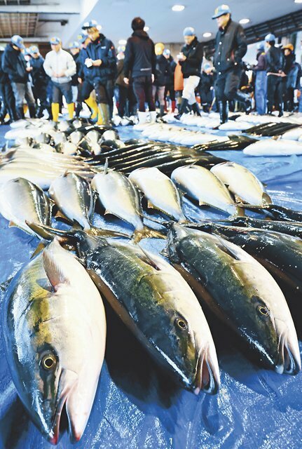 競り場に並ぶ水揚げされたばかりの「ひみ寒ぶり」＝２０日午前７時ごろ、氷見魚市場