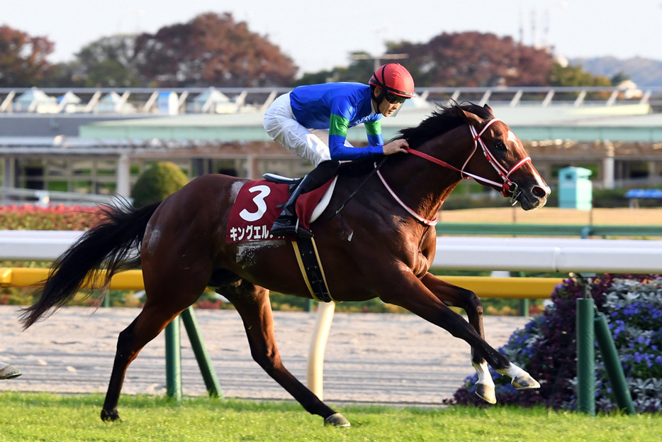 キングエルメス（京王杯２歳Ｓ優勝時）