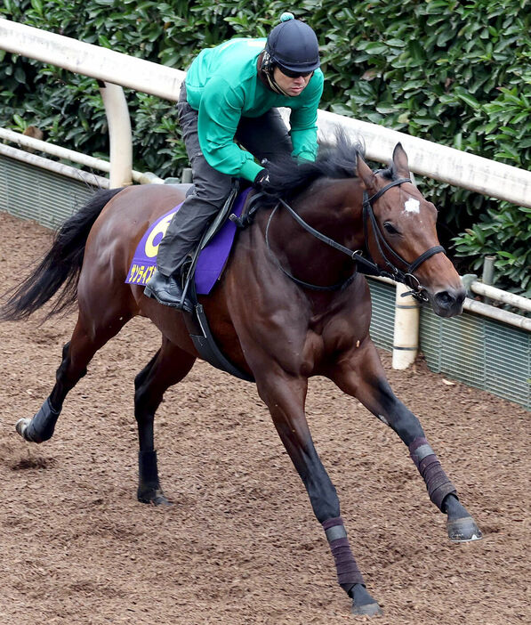 坂路を単走で追い切るサンライズジパング