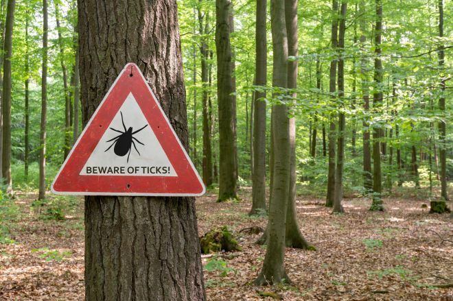 国内でも野外活動中のマダニへの注意喚起が話題になるが……。※画像はイメージ＝Getty Images