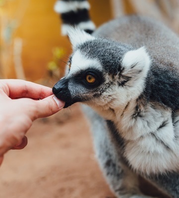 人気を集めるふれあい動物園。でも、そこに集められた動物たちの環境は守られているのだろうか？photo/iStock