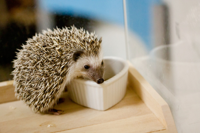 自然界では明るい環境を嫌うハリネズミだが、そういう配慮をしているハリネズミカフェは少ない。photo/iStock