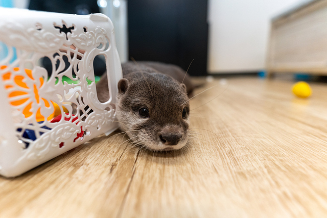 日本人は動物好きが多く、多様な動物がペット化されつつある。しかし、癒されたい、満足したいの思い重視で動物視点が不足しがちだ。photo/iStock