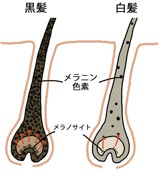 引用元：美ST