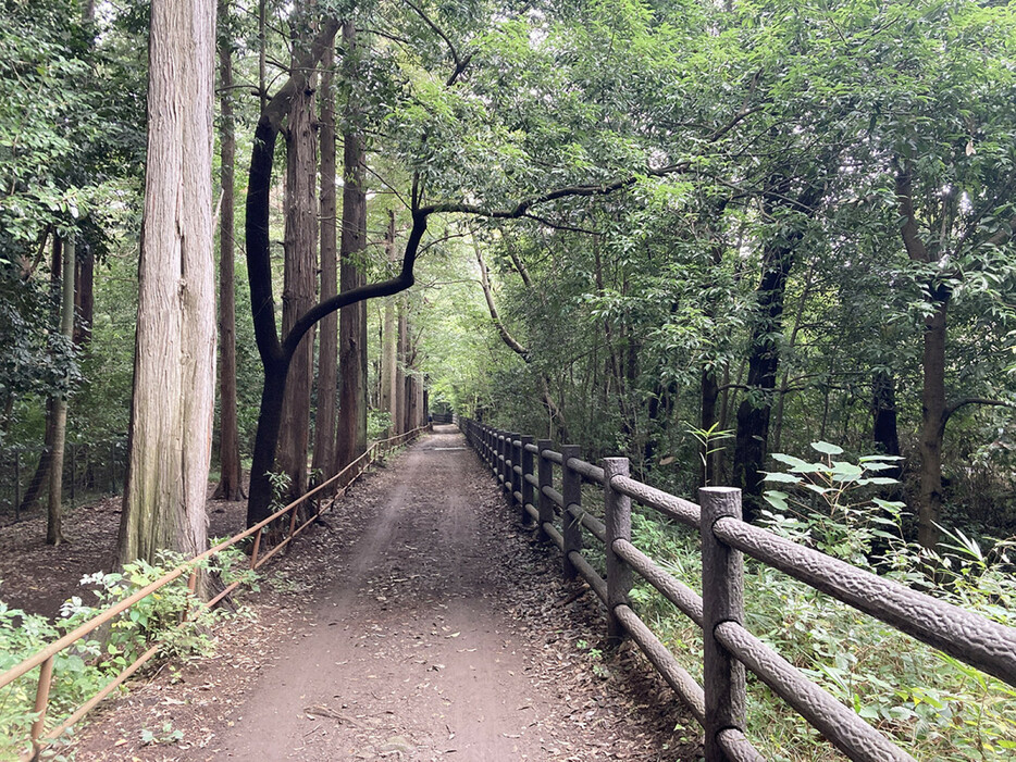 井の頭公園内に続く玉川上水緑道