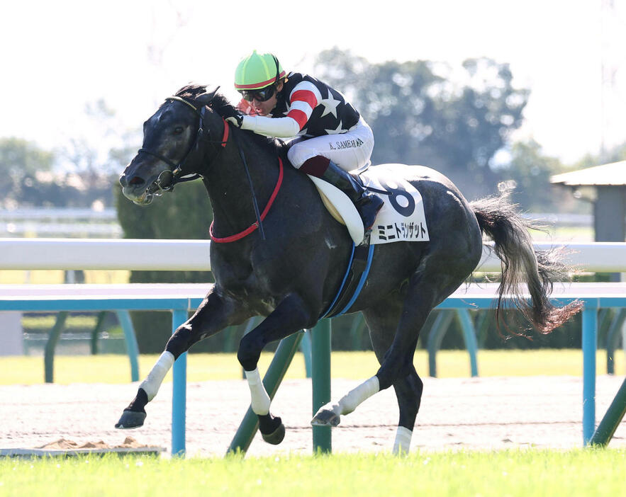 逃げ切って新馬戦を快勝したミニトランザットと鮫島駿騎手（撮影・白石智彦）