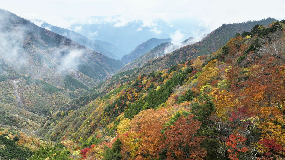 紅葉で色づいた山並み＝浜松市天竜区水窪町山住（本社ドローンで撮影）